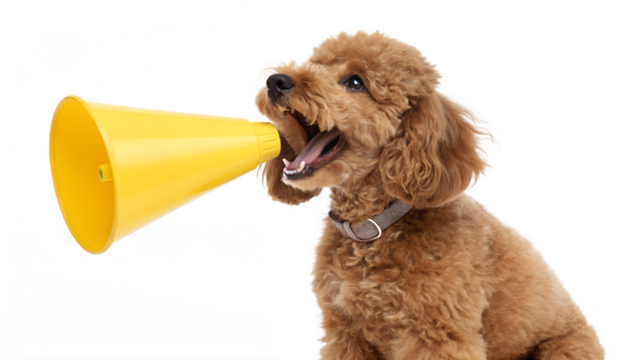 Cute Poodle Dog Holding Yellow Megaphone | Funny Announcement Pet Stock Image