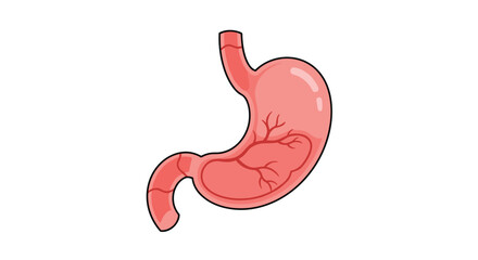 Detailed illustration of the human stomach, a key organ in the digestive system, depicted in a clear and educational cartoon style.