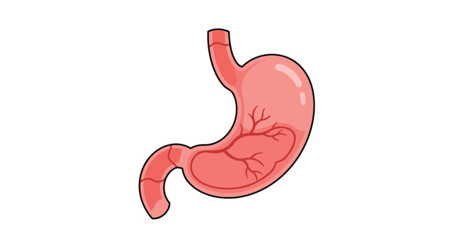 Detailed illustration of the human stomach, a key organ in the digestive system, depicted in a clear and educational cartoon style.