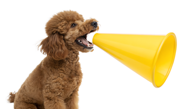 Cute Poodle Dog Holding Yellow Megaphone | Funny Announcement Pet Stock Image