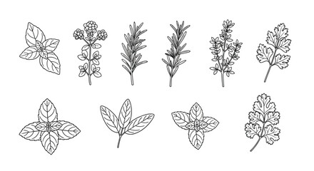 Hand drawn herbs isolated on white background in sketch style vector © Sazid