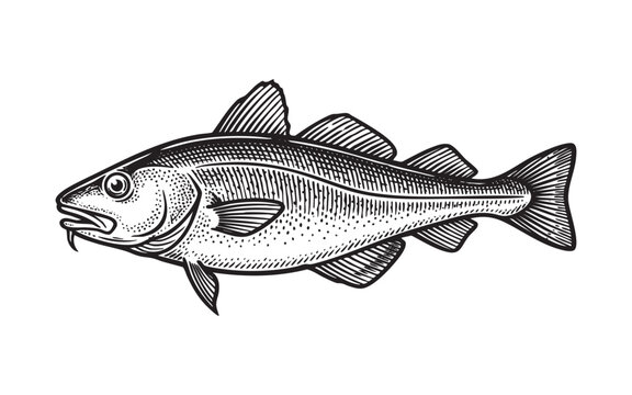 cod fish Engraving Vector Illustration