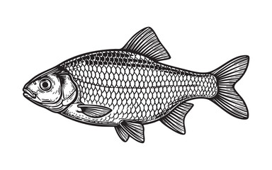 Roach Fish Engraving Vector Illustration