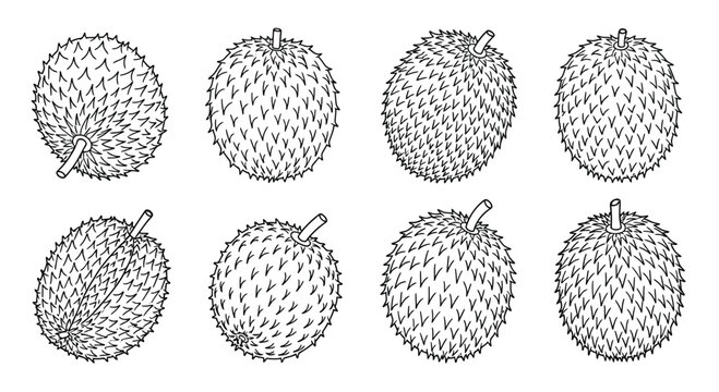 Hand drawn soursop fruits isolated on white background in different angles