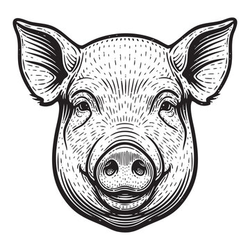 Pig Head Portrait Engraving Vector Illustration