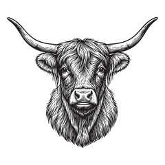 Highland Cattle Bull Head Engraving Vector Illustration