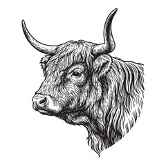 Highland Cattle Bull Head Engraving Vector Illustration