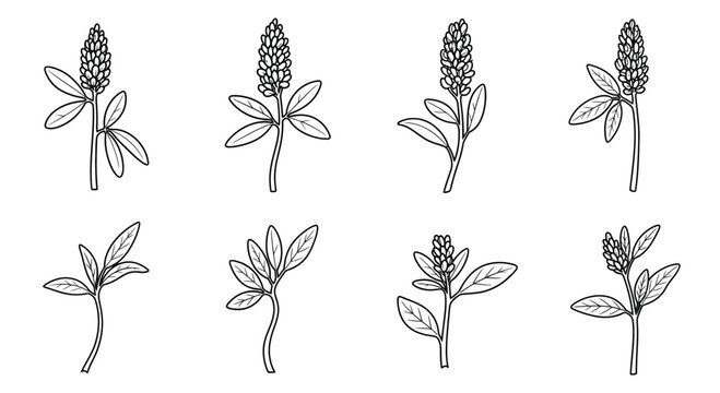 Hand drawn alfalfa isolated on white background in sketch style vector