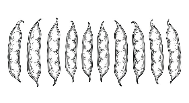 Hand drawn sketch of green bean pods isolated on white background