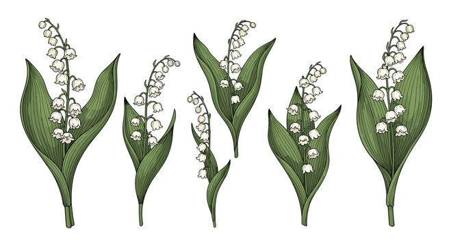 A beautiful vintage botanical illustration set of lily of the valley flowers with their delicate white bells and green leaves.
