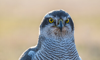 A hawk is a bird of prey from the family Accipitridae.