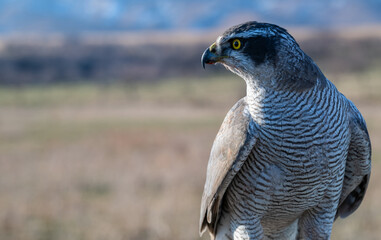 A hawk is a bird of prey from the family Accipitridae.