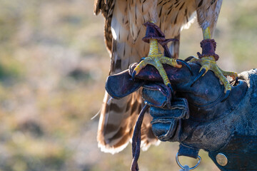 A close-up of a hawk's feet and talons perched on a hunter's hand wearing a special glove.