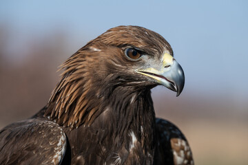 A large portrait of a golden eagle