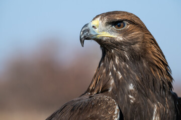 A large portrait of a golden eagle