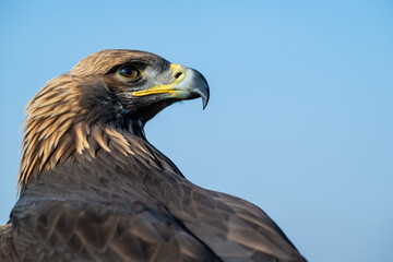 A large portrait of a golden eagle