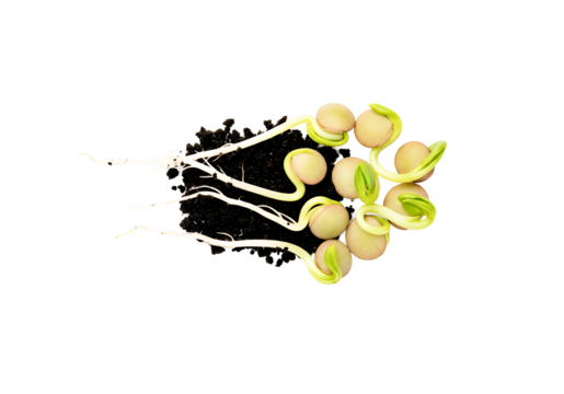 Sprouted seeds emerging, symbolizing new beginnings and growth potential, perfect for agriculture, sustainability, and environmental awareness campaigns