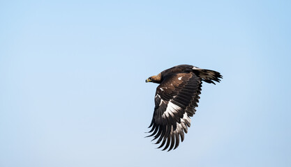 
A golden eagle in the sky during flight