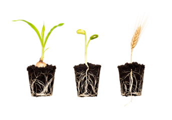 Three seedlings showcase the miracle of life and growth from seed to sprout, symbolizing potential, renewal, and vibrant agriculture in a sustainable world
