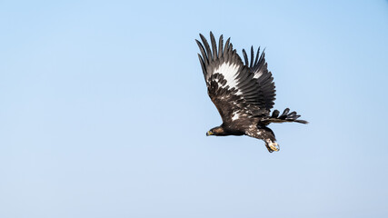 
A golden eagle in the sky during flight