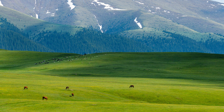 Horses grazing on the picturesque high-mountain plateau of Asy in the Almaty region of southeastern Kazakhstan on a spring day