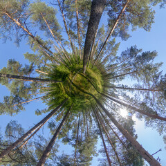 Tiny planet of a pine forest on a sunny summer day