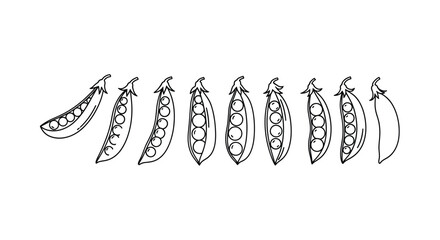 Obraz premium Hand drawn pea isolated on white background, vector illustration
