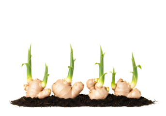 Ginger sprouts emerging from soil, symbolizing growth and natural remedies, ideal for wellness blogs, organic food marketing, and sustainable lifestyle campaigns