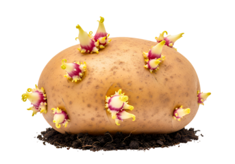 Germinating potato displaying new growth on soil, ready to be planted in the springtime garden, symbolizing growth, agriculture, and organic gardening