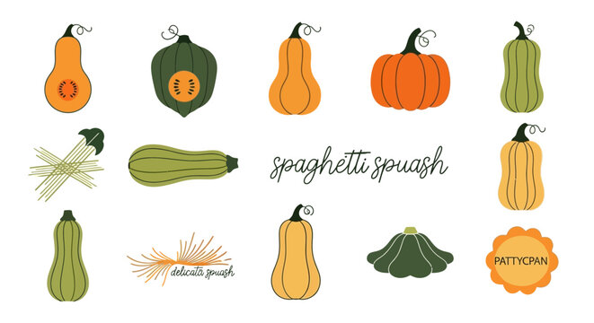 A collection of various types of squash, including spaghetti squash, butternut squash, and acorn squash, in a cartoon style.