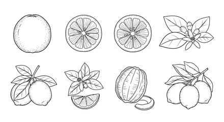 Hand drawn orange fruits isolated on white background in vintage style