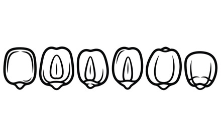 Corn kernel cross section isolated on white background in black and white