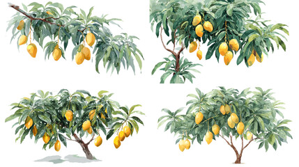 A detailed collection of mango tree illustrations featuring lush green leaves and ripe yellow fruits in natural botanical style, perfect for agriculture and food themes.
