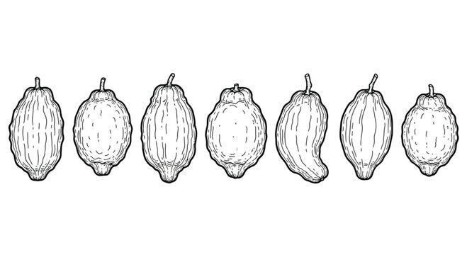 Hand drawn etrog fruits isolated on white background in vintage style - Powered by Adobe