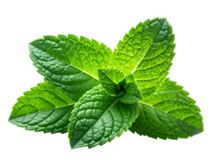 Minimal Menthol Mint Leaf Cut-Out in Modern Aesthetic