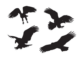 Eagle in flight vector isolated. Flying eagle, different poses.