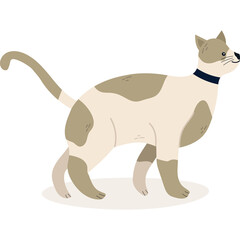 Tan and White Cat with Black Collar Stands Alertly on a Transparent Background Outdoors