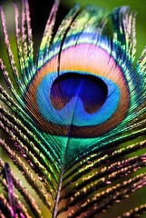 Obraz premium Vibrant peacock feather eye macro with iridescent colors