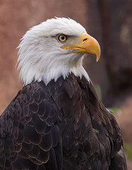 Bald Eagle portrait in Yellowstone National Park, USA