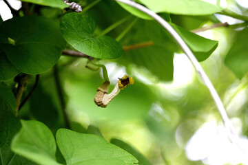 Aristolochia manshuriensis, an East Asian deciduous woody vine climbing up to 10m in mountain valleys. Photographed in Korea.
