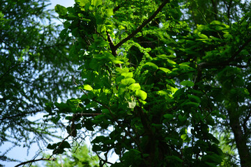 Fototapeta premium Aristolochia manshuriensis, an East Asian deciduous woody vine climbing up to 10m in mountain valleys. Photographed in Korea.
