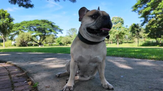 French Bulldog in Park: An adorable French bulldog sits confidently, eyes forward, basking in the sun of the park. The dog's expression shows the pet is feeling very good.