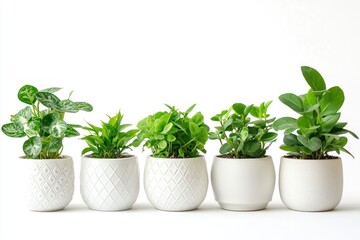 A serene garden with a variety of lush green plants and flowers, set against a backdrop of towering trees and a clear blue sky.