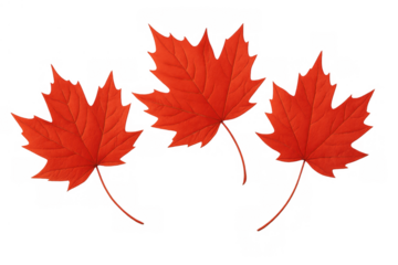 Red maple leaves falling, representing autumn season, canada nature and fall foliage on transparent background