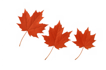 Three bright orange maple leaves representing autumn season and canadian identity on transparent background