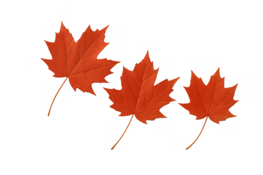 Three bright orange maple leaves representing autumn season and canadian identity on transparent background