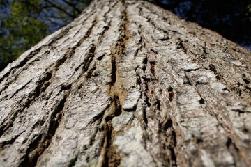 Dramatic Low-Angle View of Ancient Tree Trunk – Deep Rugged Bark Texture with Sunlit Grooves and Blurred Forest Background