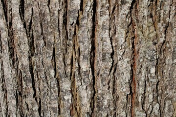 Full Frame Tree Bark Texture – Deep Vertical Grooves and Natural Cracks in Weathered Wood, Perfect for Backgrounds and Design Overlays