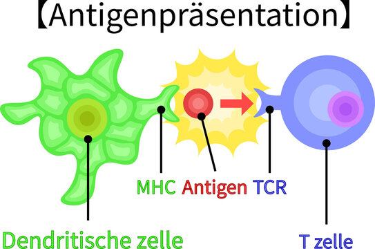 dendritic cell/T cell/antigen presentation illustration　German no background