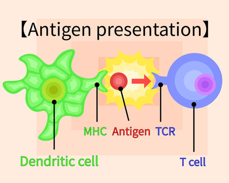 dendritic cell/T cell/antigen presentation illustration　English